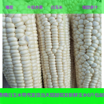 Chongqing freshly picked white glutinous corn Sweet and tender corn cob fruit corn sticky corn spot 6 pounds