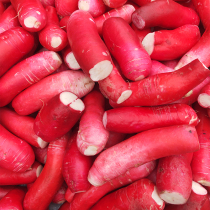 Sichuan farm fresh vegetables red skin white meat radish pickles pickles raw materials 3 5 pounds