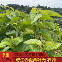 Rural wild fresh mulberry leaves silkworm seedlings are now picked mulberry leaves tea net leaves Silkworm feed 500g