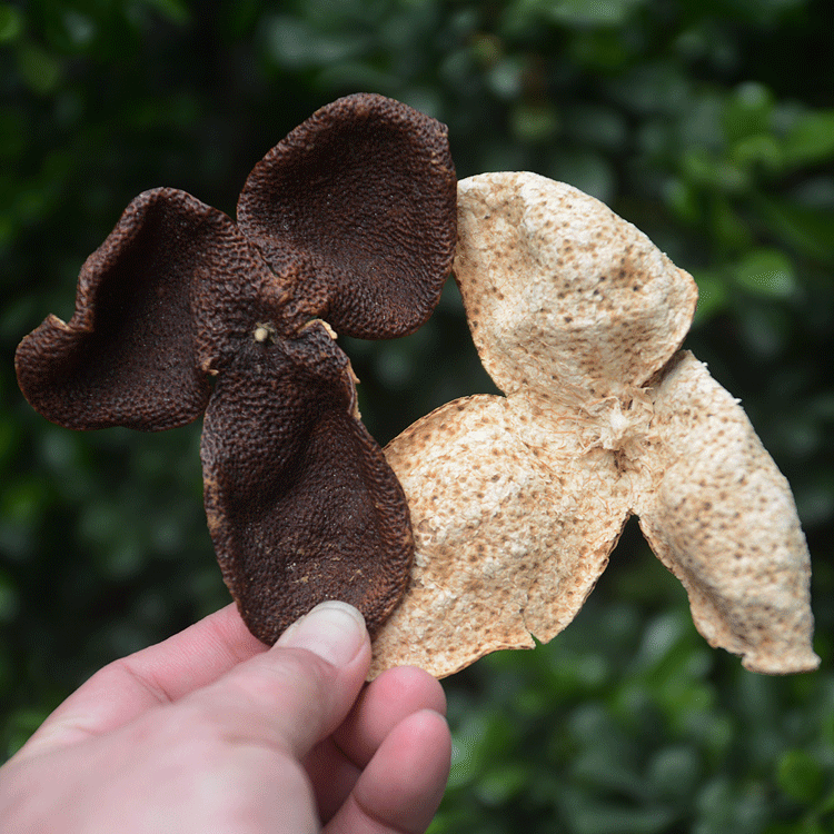 Recommend Guangdong specialty Xinhui tangerine peel tea branch citrus green two big red soup pot tea water 1-5 years 50G