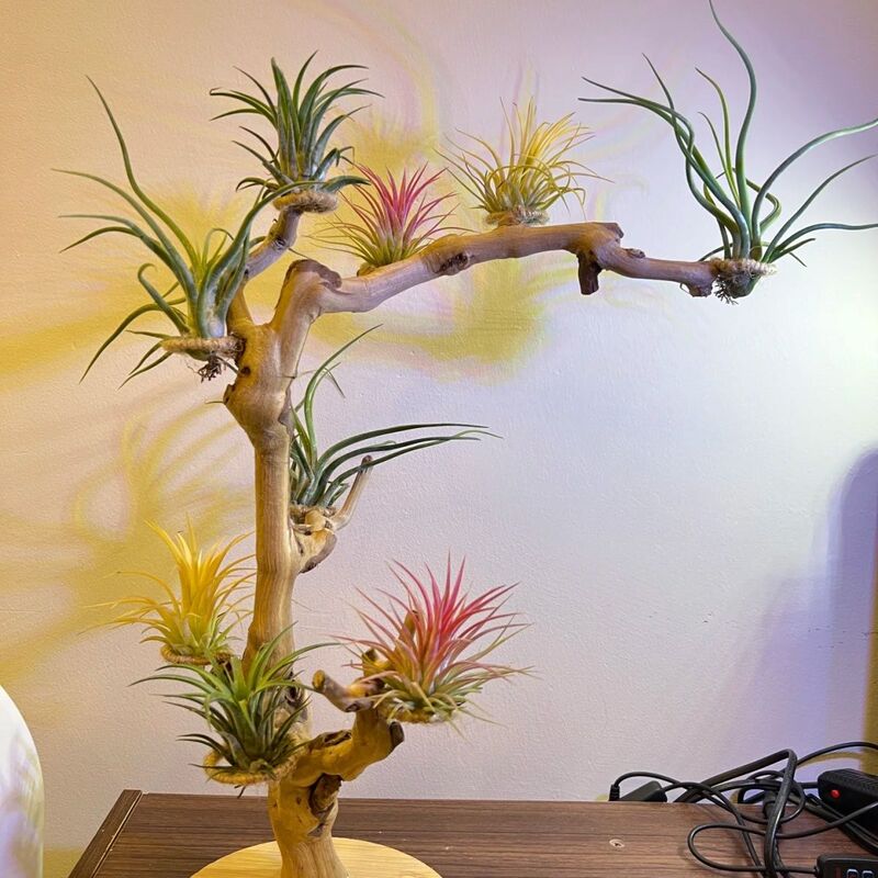 Air Plant Bonsai Stand, Natural Wood Vine with Base, Natural Wood Ornament, Natural Decoration Hanging String