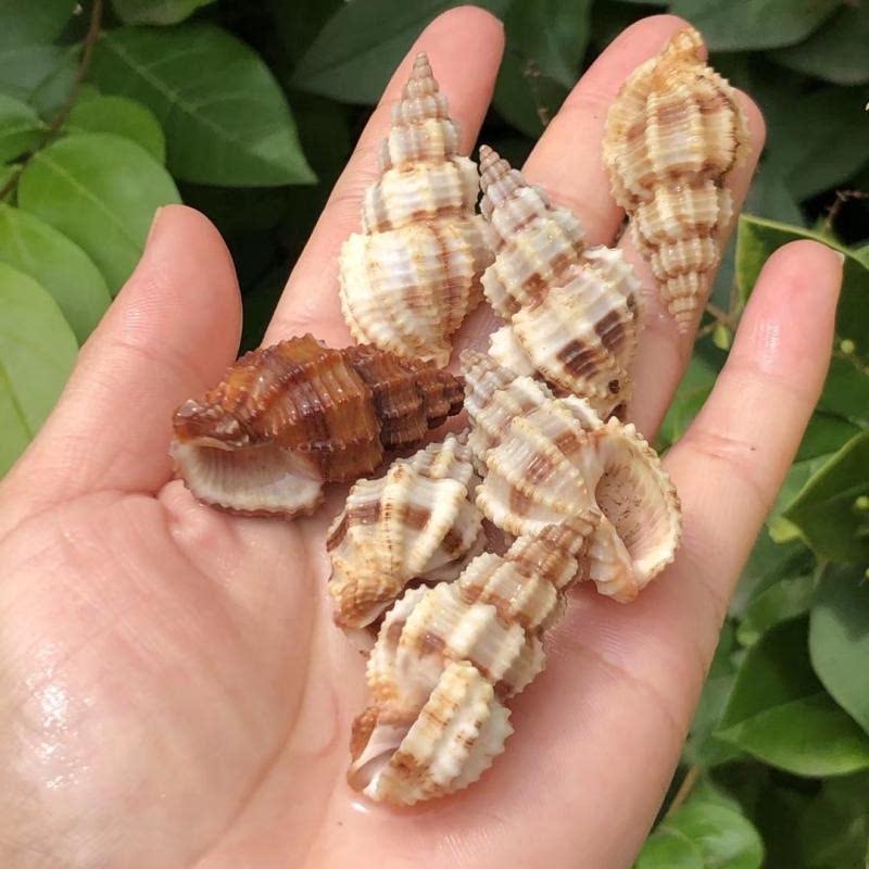 Natural shell conch hemp tower snail wishing bottle DYI jewelry fish tank aquarium hermit crab replacement shell micro landscape