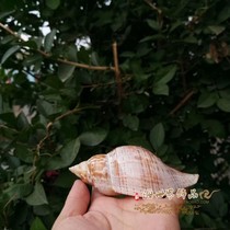 Big red snail natural shell conch spindle snail fish tank landscape aquarium Mediterranean decorative specimen snail