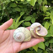 Avocado Green Snail natural shell conch fish tank aquarium landscape scallops fish nest hermit crab spare shell replacement shell