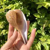 Natural conch shell yellow scoop snail roll shellfish Hermit crab special shell fish tank decoration home floor decoration collection