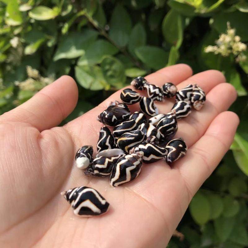 Natural zebra screw shell sea screw spray wheat screw specimen collection of fish tank Mediterranean drift bottle