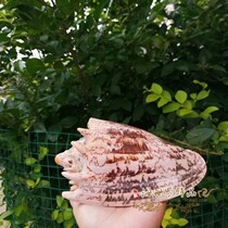 Natural conch shell vortex snail Imperial snail Home decoration gift Fish tank landscaping Mediterranean crafts large