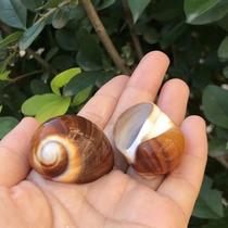Natural shell conch snail snail brown cat eye snail floor decoration fish tank DIY Hermit Crab replacement shell landscape