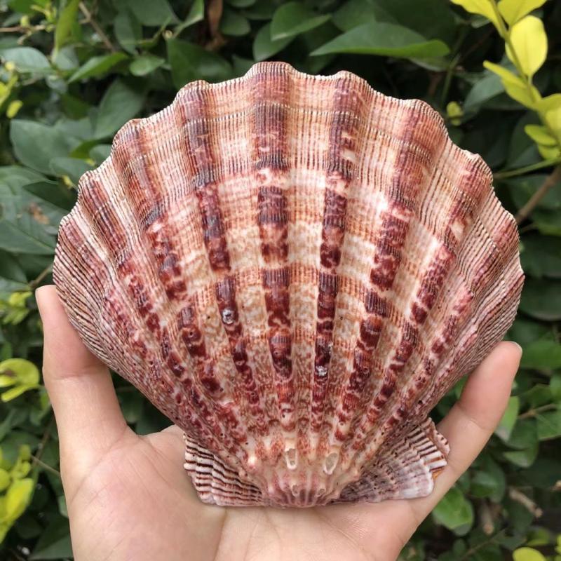 Natural Lion Paws Bay Super Thick Seashells Home Decoration Fan Pins Photography Props Plate Fish Tank Pink-Taobao