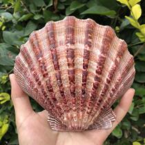 Natural lion claw shell super large thick shell home decoration fan ins photography props plate fish tank pink