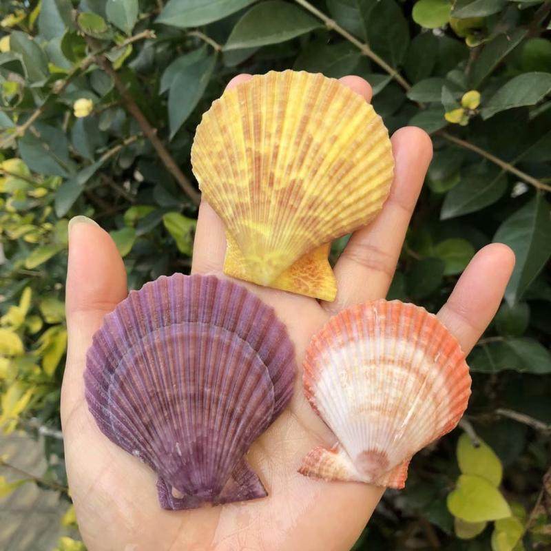 Natural Sea Snail Shells Coral Sea Star Five Colorful Multicolored Scallop Pieces Home Residence Decorative Wall Sticker Fish Tank Craft Gift Hem