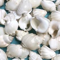 Natural shell conch cake woven snail white specimen snail hermit crab replacement shell fish tank aquarium decoration