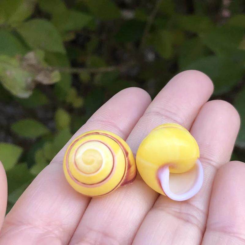 Natural Shell Sea Snail Soybean Snail Yellow Snail Shell Sent Crab Replacement Shell Specimen Snail Terrace Fish Tank Decoration