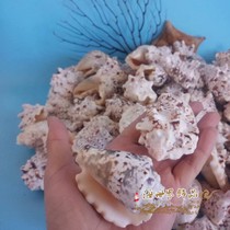 Natural conch shell coarse tumor Phoenix medium snail fish tank Aquarium landscaping Home wedding floor decoration Coral oversized