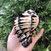Natural conch shell black thousand-handed snail lettuce bone snail hermit crab change Shell scallop fish sojourn Fish Fish Fish Tank Aquarium
