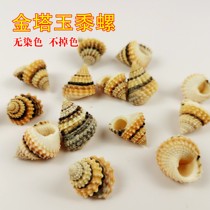 Natural shell conch snail snail snail specimen hermit crab replacement shell fish tank aquarium landscape ornaments