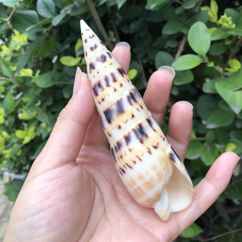 Natural Sea Snail Shells Bamboo Shoots Spirota Snail Fish Tank Water Family Building Decoration Home Swing Accessories Gift shooting props