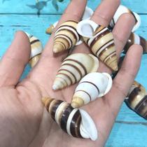 Natural shell conch yellow left spiral snail specimen snail fish tank landscape aquarium decoration ornaments hermit crab replacement shell