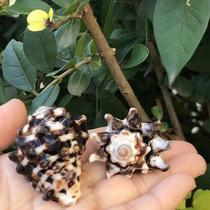 Natural conch shell fist gear snail aquarium fish tank landscape window design home collection ornaments DIY