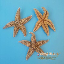Natural Conch Shell Thorn sea star pentagonal specimen large hermit crab food wall decoration crafts landscaping
