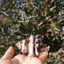 Black rose thousand-handed snail Natural conch shell specimen Fish tank landscaping Home decoration Mediterranean style rare