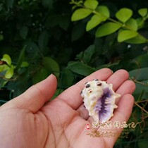 Natural small conch shell purple snail fish tank landscaping aquarium decoration boutique collection Mediterranean decoration ornaments
