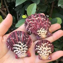 Natural shell conch oil painting sea fan clam specimen shooting props floor wall sticker fish tank aquarium aquarium landscape crafts