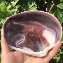Natural shell conch purple scallop specimen snail white shell fish tank aquarium ornaments ornaments hermit crab water basin