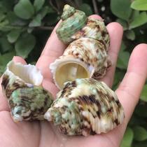 Flower Green Snail snail snail natural conch shell fish tank aquarium aquarium landscape specimen snail fish hermit crab replacement shell