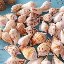 Natural conch shell DIY handmade home decoration fish tank aquarium platform landscaping white mouth snail shooting props