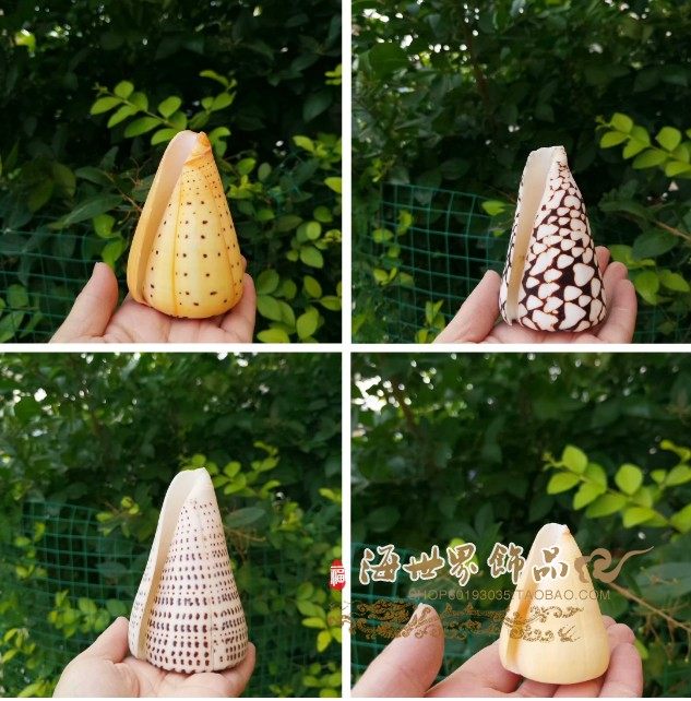 Natural conch shell marble taro hermit crab roll shellfish tank landscaping aquarium decoration rare specimens