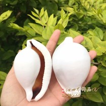 Natural shell conch White rabbit conch Fish tank decoration Aquarium ornaments Crafts specimen platform DIY landscaping coral