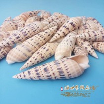 Natural conch shell Bamboo shoot snail fish tank Landscaping decoration Home decoration gift shooting props Rare large