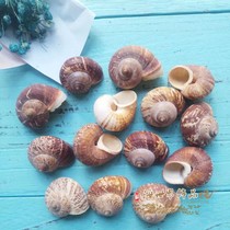 Natural conch shell Sea snail small treasure snail Fish tank Aquarium landscaping floor decoration ornaments Rare specimen collection