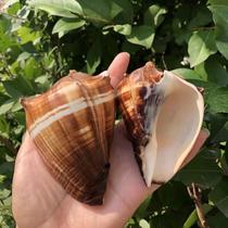 Natural conch shell black rose powder snail snail fish tank aquarium aquarium aquarium landscaping home furnishings hermit crab replacement shell