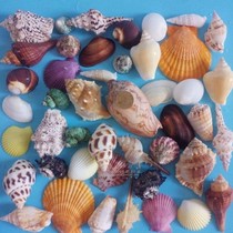 Natural conch shell coral package fish tank platform large handmade DIY shooting props decoration gift bag