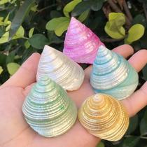 Natural shell conch Tower snail colorful fluorescent specimen snail hermit crab replacement shell fish tank aquarium decoration shooting Road
