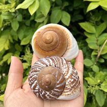 Curly fish hermit crab spare replacement shell special natural shell conch small bread snail fish tank ornaments ornaments