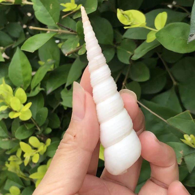 Natural shell seascrew nail cone screw aquarium aquarium view DYI accessories shoot prop crafts handmade white