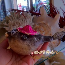 Natural thorn fish gas drum fish specimen Thorn dolphin puffer fish bubble fish pendant collection super sea snail landscape shell