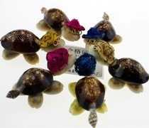 Super cute conch shell little turtle Dr Turtle decorative ornaments Small business stalls night market goods handmade DIY