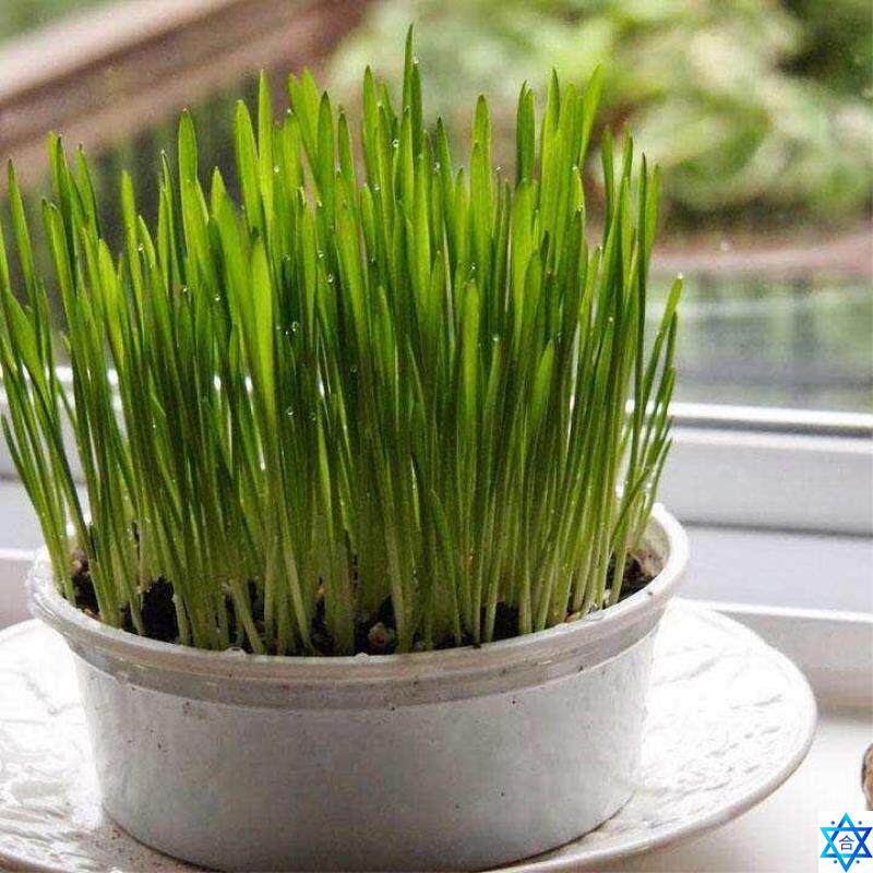 FoliaGe Plant SeedS Wheat GraSS Cat GraSS SeedS Wheat Seed