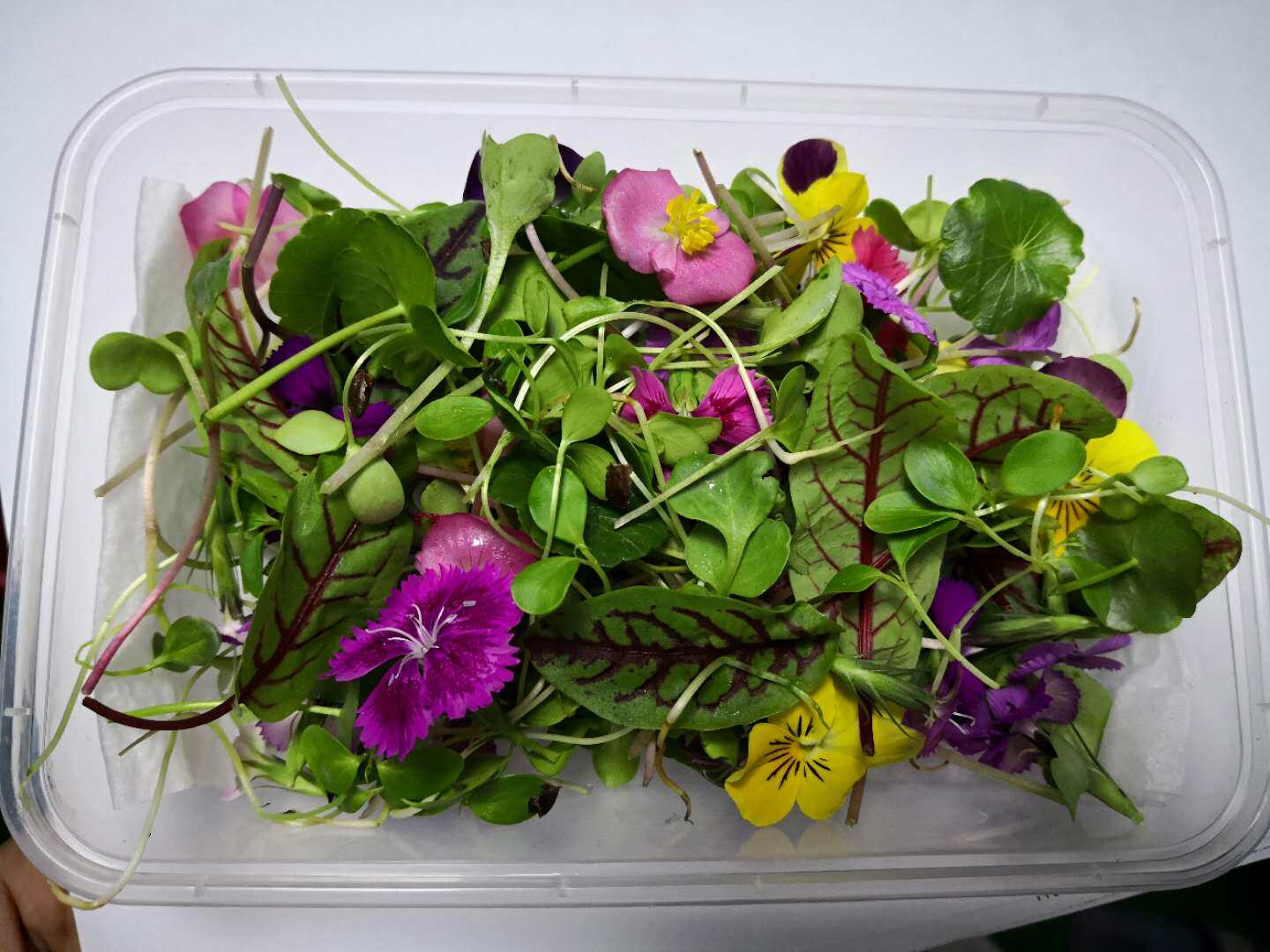 新鮮西餐廳裝飾擺盤混合花芽苗芽苗菜可食用裝飾性食材40g 盒