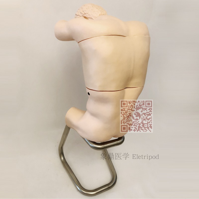 Eletripod 象鼎医学 胸腔（背部）穿刺训练模型 ET/CK812