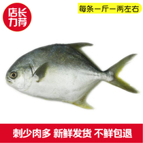 Fresh Large Golden Pomfret Qingdao Sea Marine Fish Deep-sea Golden Chang Fish Fresh Seafood Aquatic Frozen Ciso