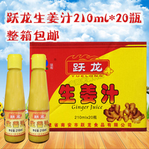 Ginger Juice Yue Dragon Concentrated Ginger Juice Fish Powder Special 210ML * 20 bottles of old ginger juice