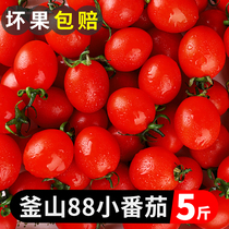 Busan 88 Lingang small tomatoes 5 catty raw to eat small tomatoes natural cooked holy female fruit when season fresh fruit
