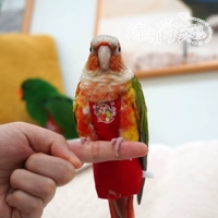 Седьмая генерация красная сладкая и красивая красота