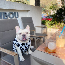 Dog clothesFall Teddy Bear Small Dog Puppy Pet Cat Fall Carnivores Winter Clothing