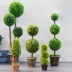 Cây mô phỏng nhựa cỏ bóng Milan trồng trong chậu lớn cây cảnh trong nhà phòng khách nhà vườn cây xanh trang trí hoa - Hoa nhân tạo / Cây / Trái cây
